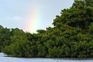 Images Dated 21st June 2015: Scarlet Ibis, Eudocimus ruber