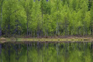 Finland Prints: A scenic view of trees on a lake shore