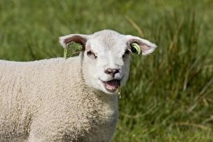 Images Dated 10th April 2011: Schaap, sheep
