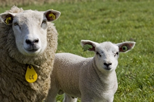 Images Dated 10th April 2011: Schaap, sheep