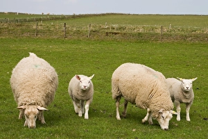 Lammetje Prints: Schaap, Sheep