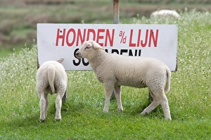 Images Dated 26th May 2007: Schaap, Sheep