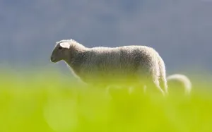 Lammeren Prints: Schaap, Sheep
