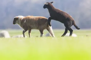 Lammeren Prints: Schaap, Sheep