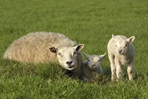 Lammeren Prints: Schaap, Sheep