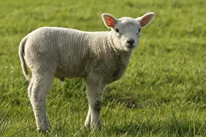Lammeren Prints: Schaap, Sheep