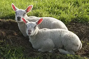 Lammetjes Prints: Schaap, Sheep