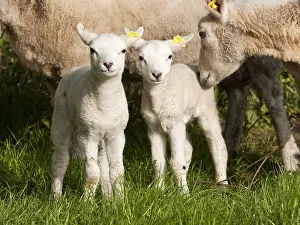Lammeren Prints: Schaap, Sheep