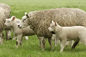 Lammeren Prints: Schaap, Sheep