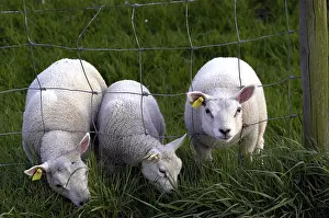 2003 Prints: Schaap, Sheep