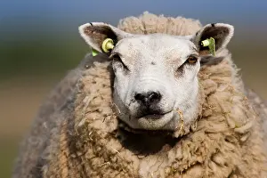 Sheep Prints: Schaap, Sheep