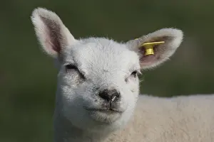 Sheep Prints: Schaap, Sheep