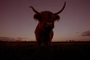 Grazers Prints: Schotse Hooglander, Highland Cow, Bos taurus ss