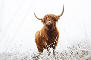 Grazers Prints: Schotse Hooglander, Highland Cow, Bos taurus ss