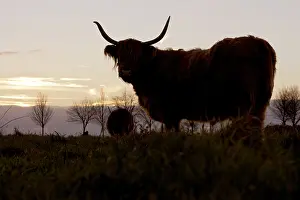 Grazers Prints: Schotse Hooglander, Highland Cow, Bos taurus ss