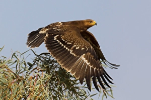 Images Dated 16th October 2010: Schreeuwarend, Lesser Spotted Eagle, Aquila pomarina