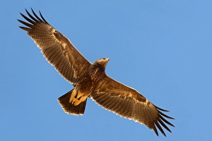 Pomarina Prints: Schreeuwarend, Lesser Spotted Eagle, Aquila pomarina
