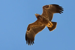 Pomarina Prints: Schreeuwarend, Lesser Spotted Eagle, Aquila pomarina