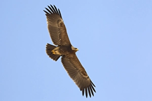 Images Dated 15th October 2010: Schreeuwarend, Lesser Spotted Eagle, Aquila pomarina