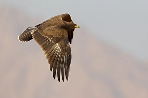 Pomarina Prints: Schreeuwarend, Lesser Spotted Eagle, Aquila pomarina
