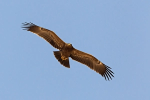 Images Dated 16th October 2010: Schreeuwarend, Lesser Spotted Eagle, Aquila pomarina