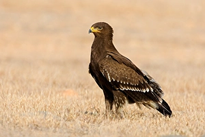 Images Dated 29th October 2007: Schreeuwarend, Lesser Spotted Eagle, Aquila pomarina