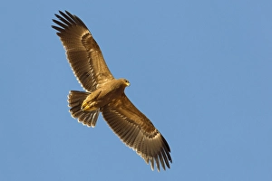 Images Dated 16th October 2010: Schreeuwarend, Lesser Spotted Eagle, Aquila pomarina