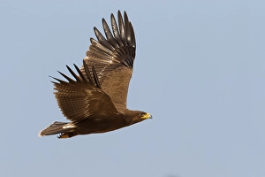 Pomarina Prints: Schreeuwarend, Lesser Spotted Eagle, Aquila pomarina