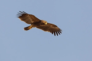 Images Dated 16th October 2010: Schreeuwarend, Lesser Spotted Eagle, Aquila pomarina