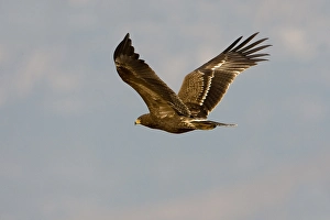 Images Dated 29th October 2007: Schreeuwarend, Lesser Spotted Eagle, Aquila pomarina