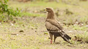 Pomarina Prints: Schreeuwarend, Lesser Spotted Eagle, Aquila pomarina