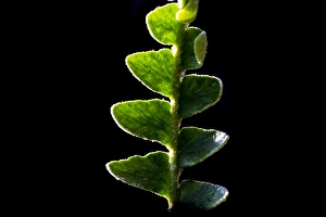 Aspleniaceae Prints: Schubvaren, Rusty Back, Asplenium ceterach