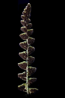 Images Dated 8th August 2021: Schubvaren, Rusty Back, Asplenium ceterach