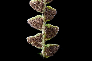 Images Dated 8th August 2021: Schubvaren, Rusty Back, Asplenium ceterach