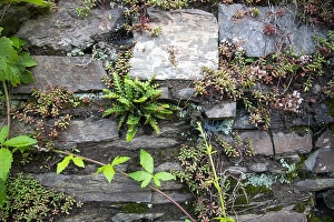Images Dated 11th July 2021: Schubvaren, Rusty Back, Asplenium ceterach
