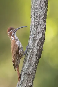 Images Dated 27th November 2023: Scimitar-billed Woodcreeper, Drymornis bridgesii