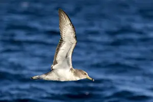 2017 Prints: Scopoli's Shearwater, Calonectris diomedea