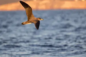 2017 Prints: Scopoli's Shearwater, Calonectris diomedea
