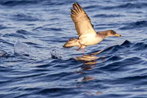 2017 Prints: Scopoli's Shearwater; copoli's Pijlstormvogel; Calonectris diom