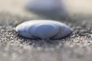 Scrobiculaire Prints: Seashells on the beach