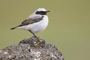 Images Dated 1st May 2018: Seebohm's Wheatear