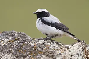 Muscicapidae Prints: Seebohm's Wheatear
