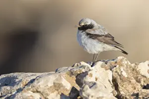 Muscicapidae Prints: Seebohm's Wheatear