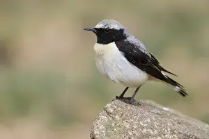 Images Dated 26th April 2018: Seebohm's Wheatear