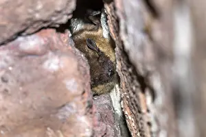 Images Dated 15th February 2020: Serotine Bat, Eptesicus serotinus