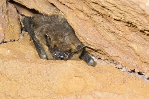 Hibernatiing Prints: Serotine, Eptesicus serotinus