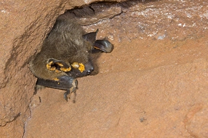 Serotine, Eptesicus serotinus