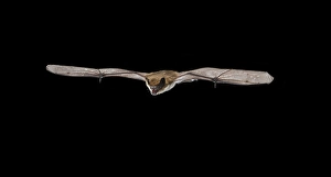 Endangerd Prints: Serotine, Eptesicus serotinus