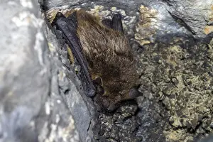 Tunnel Prints: Serotine, Eptesicus serotinus