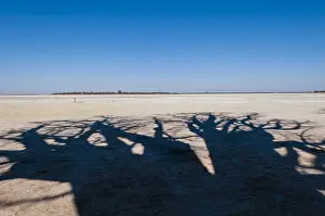 Nxai Pan Prints: The shadow of towering baobab trees
